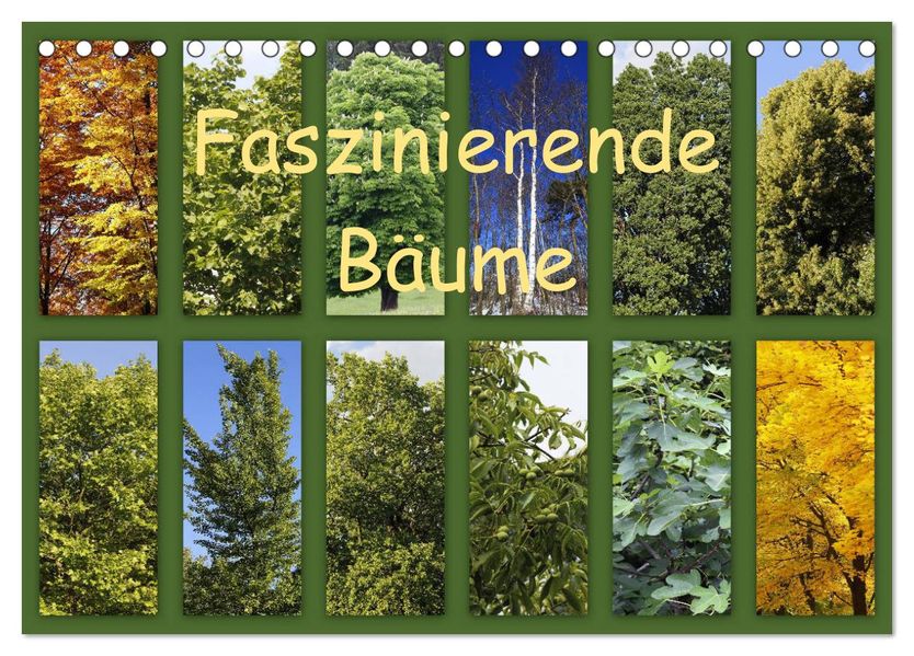 Faszinierende Bäume (Tischkalender 2027 DIN A5 quer) CALVENDO Monatskalender