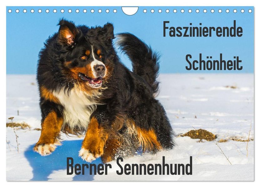 Faszinierende Schönheit Berner Sennenhund (Wandkalender 2027 DIN A4 quer) CALVENDO Monatskalender