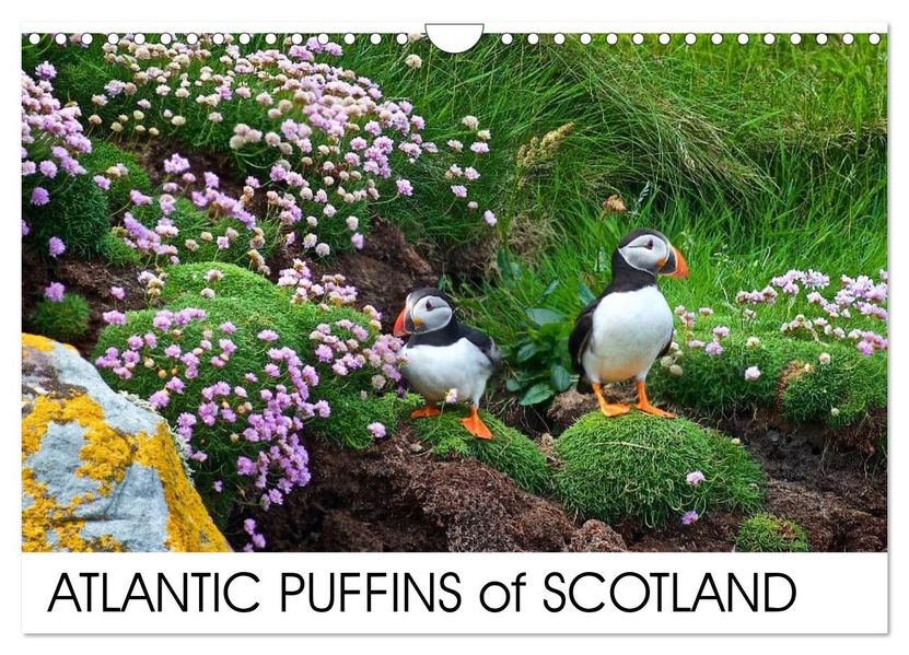 ATLANTIC PUFFINS OF SCOTLAND (Wall Calendar 2027 DIN A4 landscape) CALVENDO 12 Month Wall Calendar