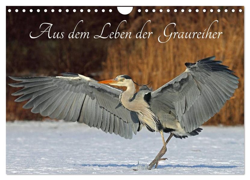 Aus dem Leben der Graureiher (Wandkalender 2027 DIN A4 quer) CALVENDO Monatskalender
