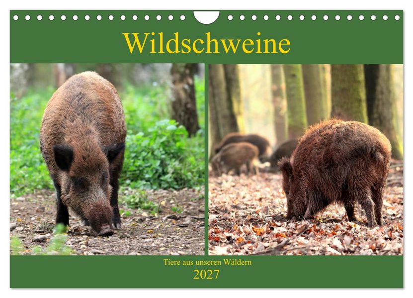Wildschweine - Tiere aus unseren Wäldern (Wandkalender 2027 DIN A4 quer) CALVENDO Monatskalender
