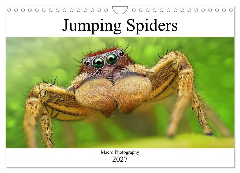 Jumping Spiders (Wall Calendar 2027 DIN A4 landscape) CALVENDO 12 Month Wall Calendar