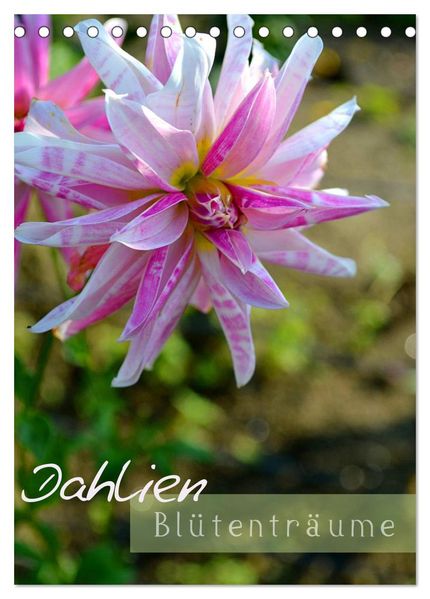Dahlien - Blütenträume (Tischkalender 2027 DIN A5 hoch) CALVENDO Monatskalender