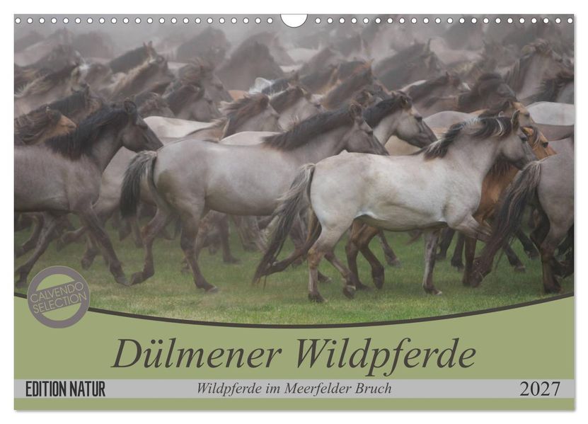 Dülmener Wildpferde - Wildpferde im Meerfelder Bruch (Wandkalender 2027 DIN A3 quer) CALVENDO Monatskalender