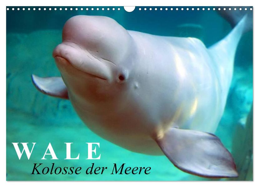 Wale - Kolosse der Meere (Wandkalender 2027 DIN A3 quer) CALVENDO Monatskalender