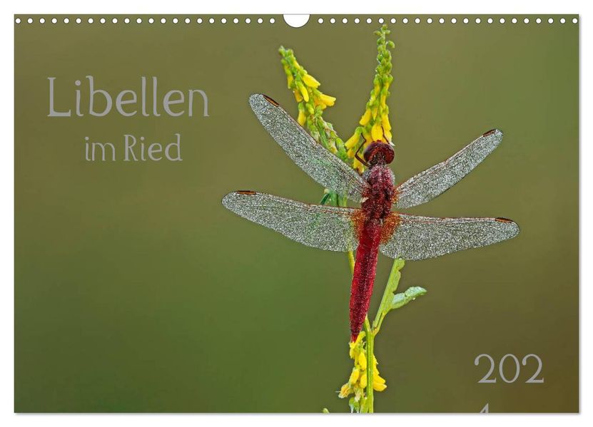 Libellen im Ried (Wandkalender 2027 DIN A3 quer) CALVENDO Monatskalender