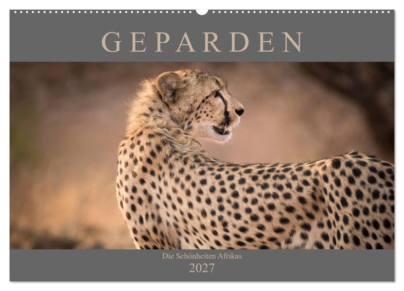 Geparden - Die Schönheiten Afrikas (Wandkalender 2027 DIN A2 quer) CALVENDO Monatskalender