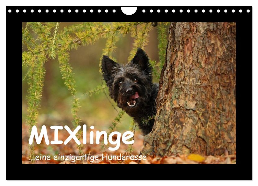 MIXlinge (Wandkalender 2027 DIN A4 quer) CALVENDO Monatskalender