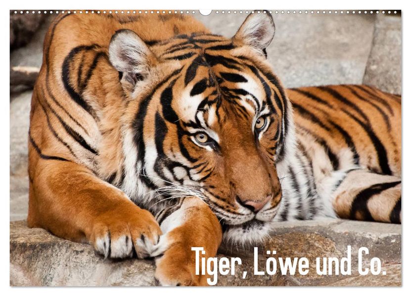 Tiger Löwe und Co. (Wandkalender 2027 DIN A2 quer) CALVENDO Monatskalender