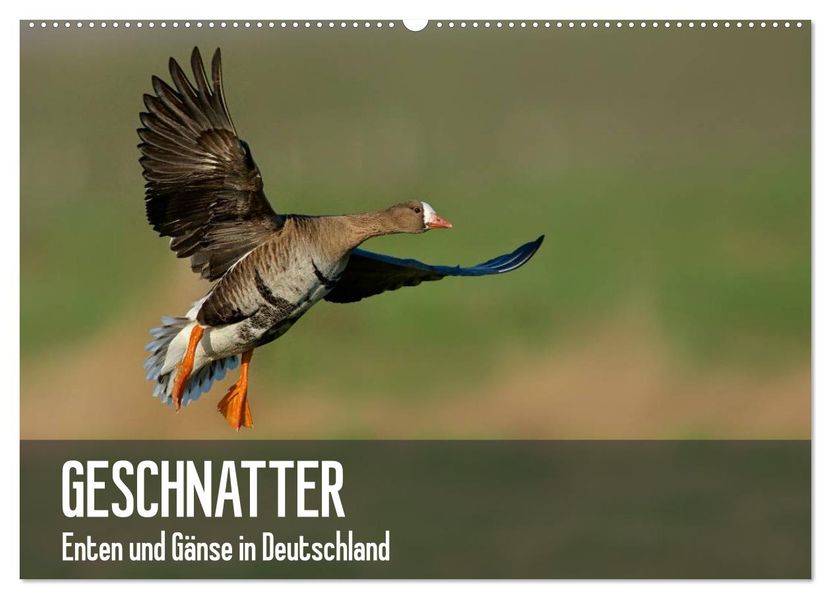 Geschnatter - Enten und Gänse in Deutschland (Wandkalender 2027 DIN A2 quer) CALVENDO Monatskalender