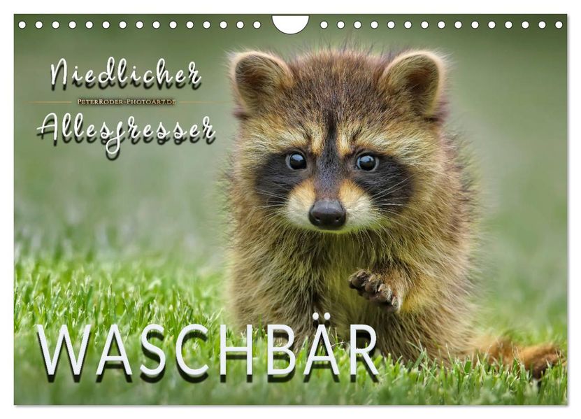 Waschbär - Niedlicher Allesfresser (Wandkalender 2027 DIN A4 quer) CALVENDO Monatskalender