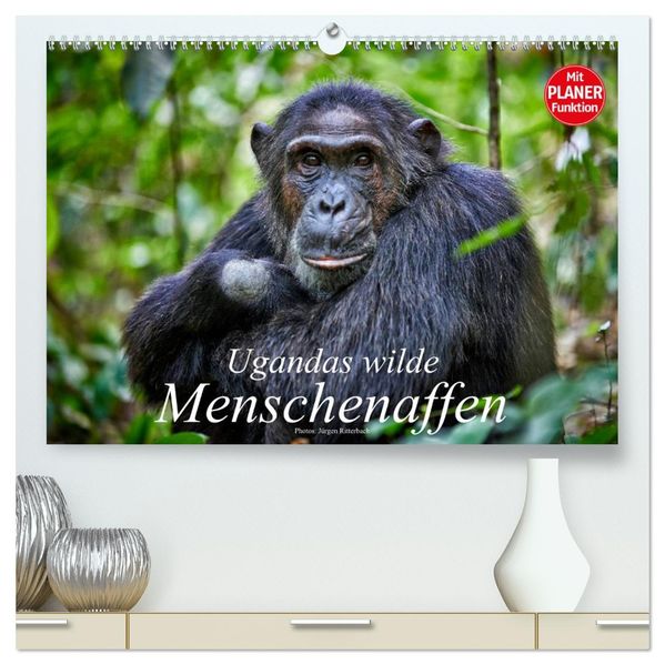 Ugandas wilde Menschenaffen (hochwertiger Premium Wandkalender 2027 DIN A2 quer) Kunstdruck in Hochglanz