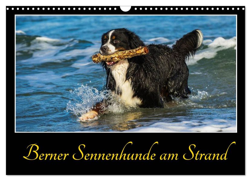 Berner Sennenhunde am Strand (Wandkalender 2027 DIN A3 quer) CALVENDO Monatskalender