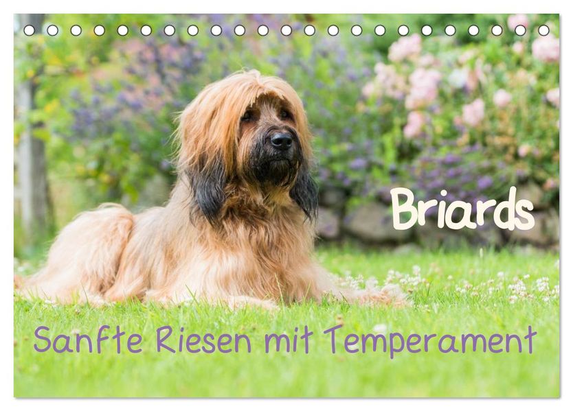 Briards - sanfte Riesen mit Temperament (Tischkalender 2027 DIN A5 quer) CALVENDO Monatskalender