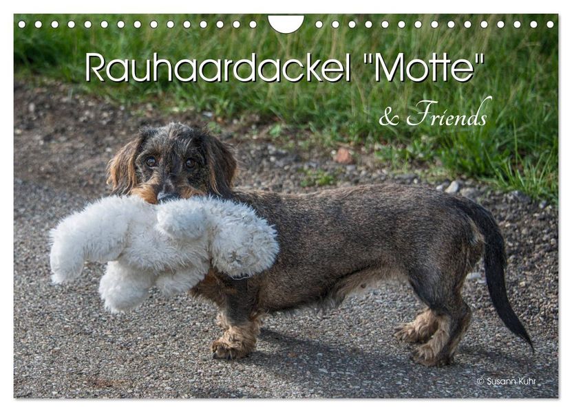Rauhaardackel Motte & Friends (Wandkalender 2027 DIN A4 quer) CALVENDO Monatskalender