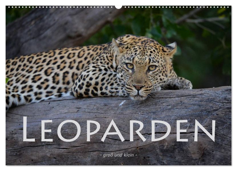 Leoparden - groß und klein (Wandkalender 2027 DIN A2 quer) CALVENDO Monatskalender