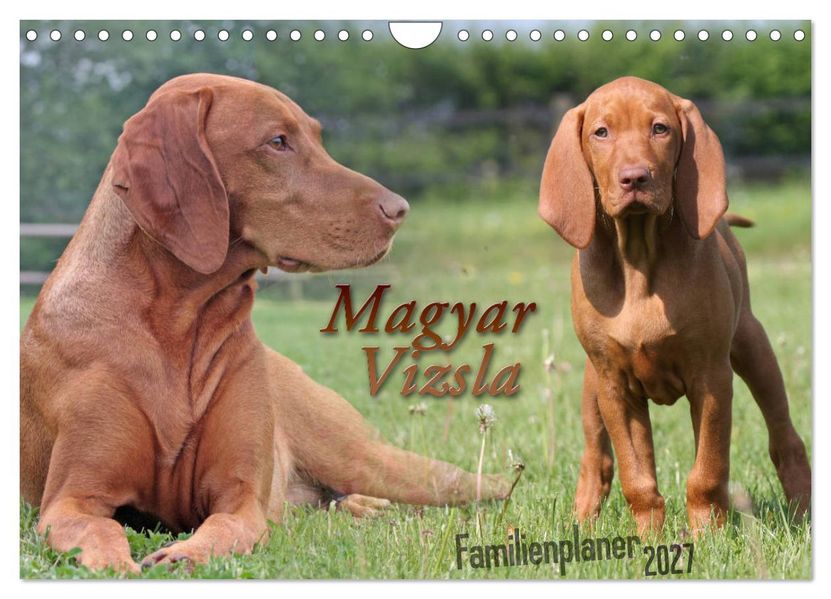 Familienplaner - Magyar Vizsla (Wandkalender 2027 DIN A4 quer) CALVENDO Monatskalender