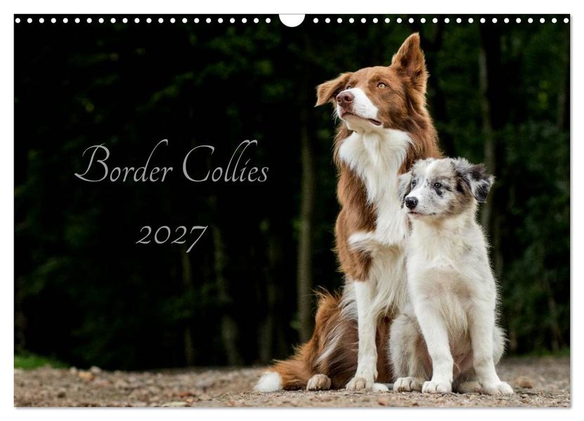 Border Collies 2027 (Wandkalender 2027 DIN A3 quer) CALVENDO Monatskalender