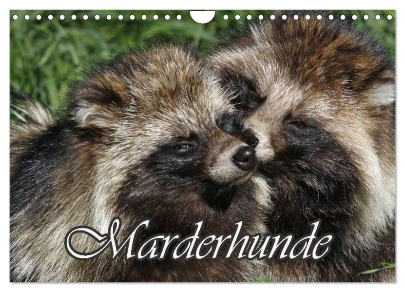 Marderhunde (Wandkalender 2027 DIN A4 quer) CALVENDO Monatskalender