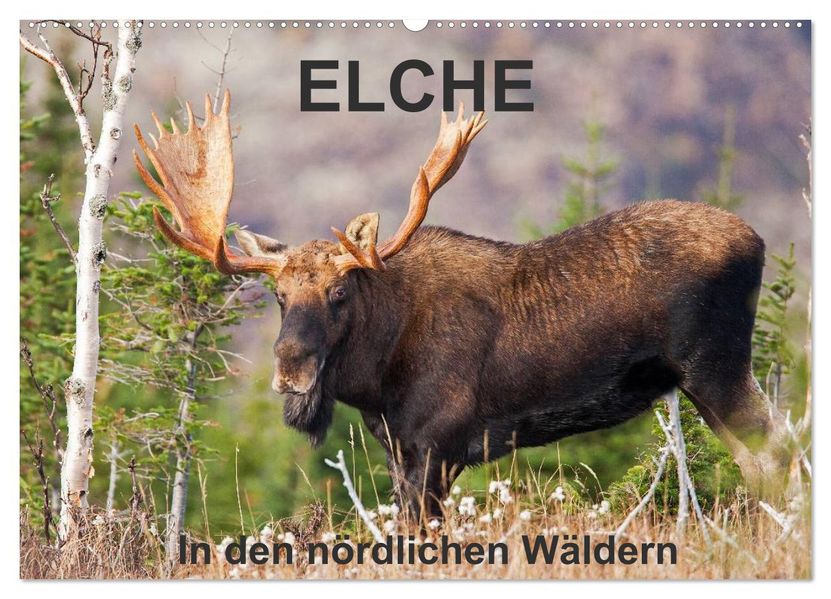 ELCHE In den nördlichen Wäldern (Wandkalender 2027 DIN A2 quer) CALVENDO Monatskalender