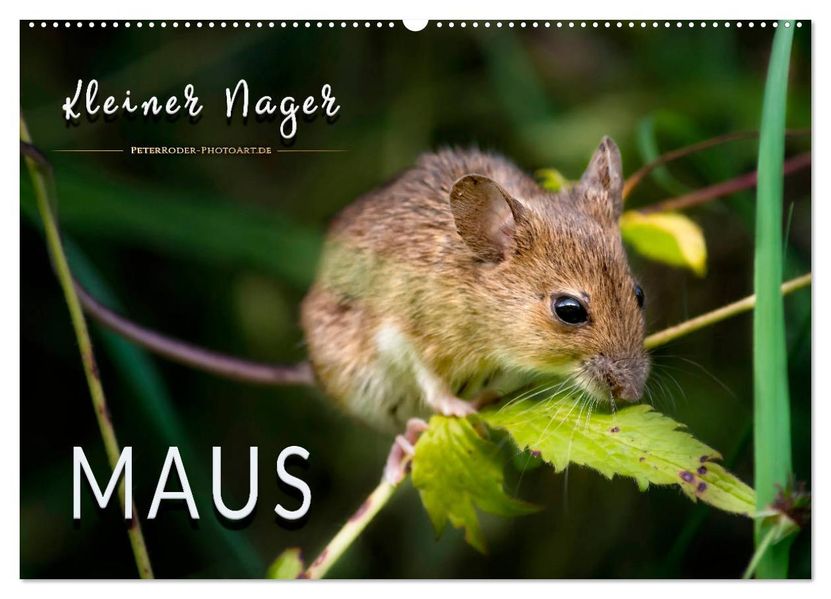 Kleiner Nager - Maus (Wandkalender 2027 DIN A2 quer) CALVENDO Monatskalender