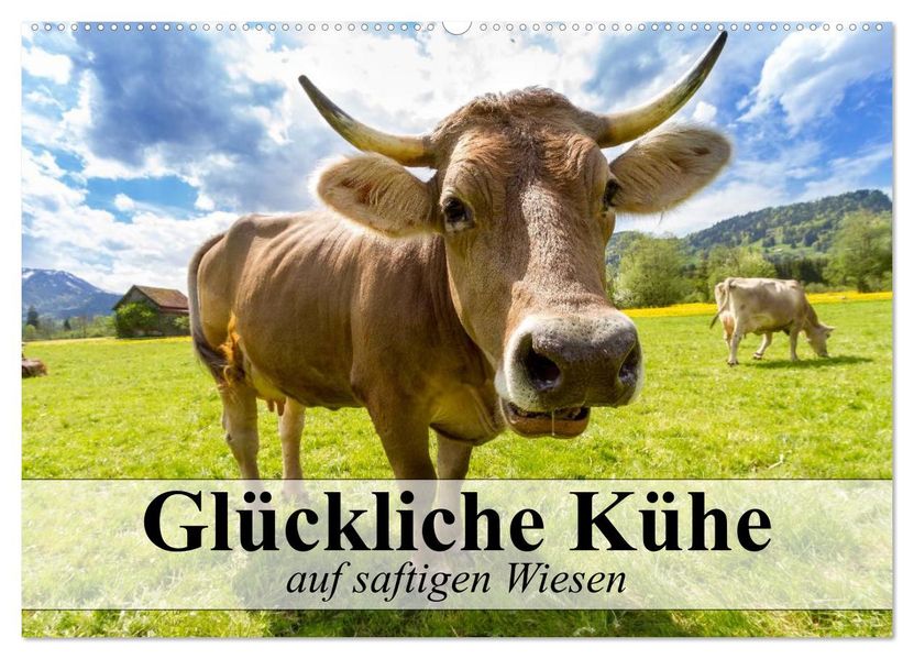 Glückliche Kühe auf saftigen Wiesen (Wandkalender 2027 DIN A2 quer) CALVENDO Monatskalender