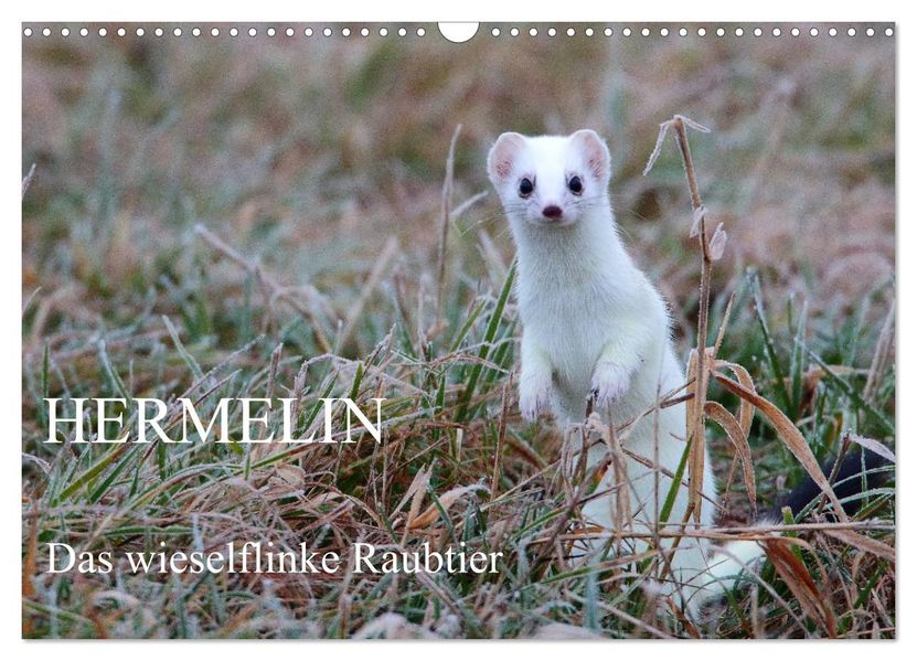 Hermelin - das wieselflinke Raubtier (Wandkalender 2027 DIN A3 quer) CALVENDO Monatskalender