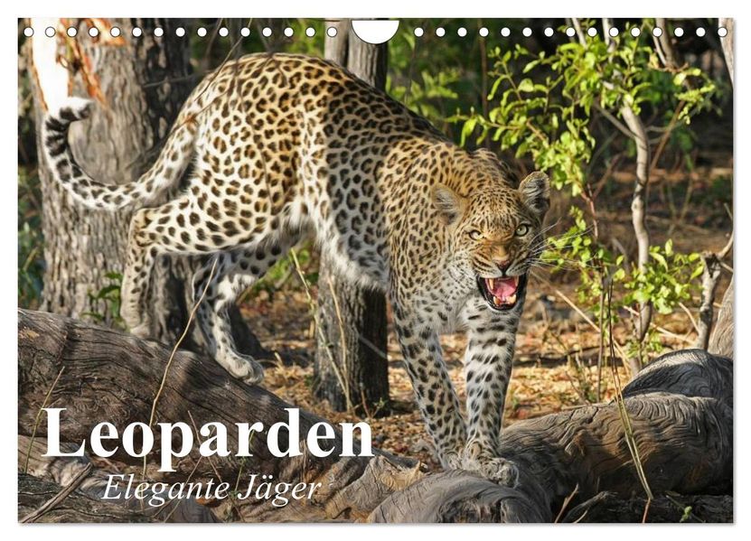 Leoparden. Elegante Jäger (Wandkalender 2027 DIN A4 quer) CALVENDO Monatskalender