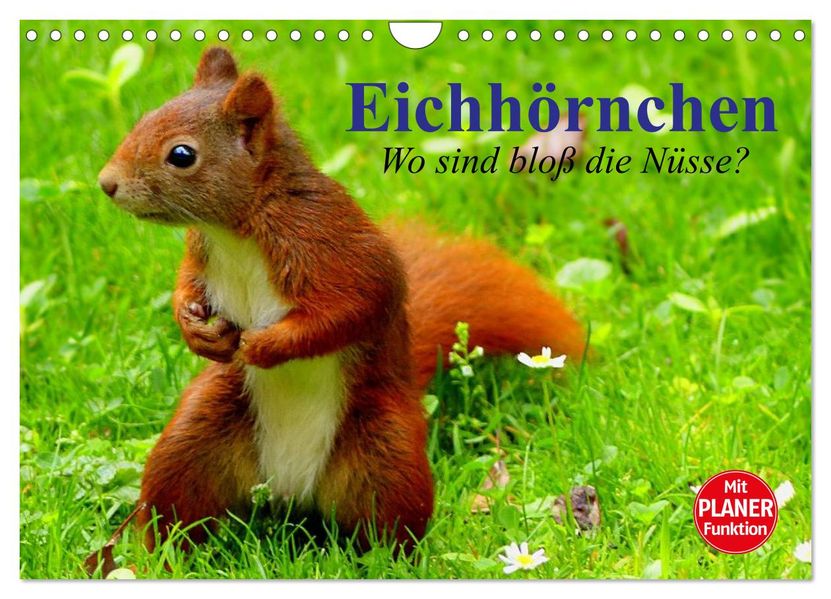 Eichhörnchen. Wo sind bloß die Nüsse? (Wandkalender 2027 DIN A4 quer) CALVENDO Monatskalender