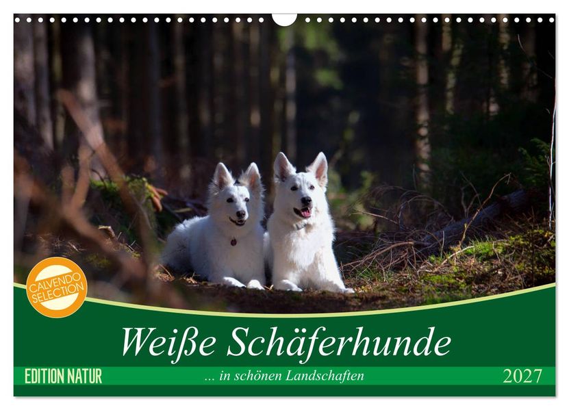 Weiße Schäferhunde in schönen Landschaften (Wandkalender 2027 DIN A3 quer) CALVENDO Monatskalender