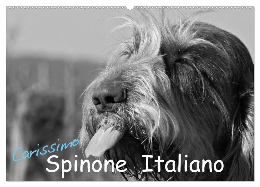 Carissimo Spinone Italiano (Wandkalender 2027 DIN A2 quer) CALVENDO Monatskalender