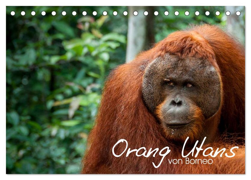 Orang Utans von Borneo Tierkalender 2027 (Tischkalender 2027 DIN A5 quer) CALVENDO Monatskalender