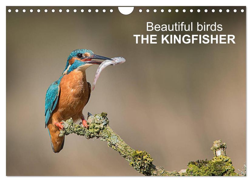 Beautiful birds THE KINGFISHER (Wall Calendar 2027 DIN A4 landscape) CALVENDO 12 Month Wall Calendar