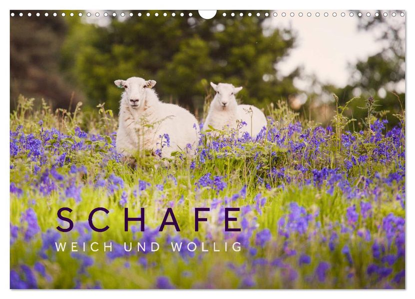 Schafe - Weich und wollig (Wandkalender 2027 DIN A3 quer) CALVENDO Monatskalender