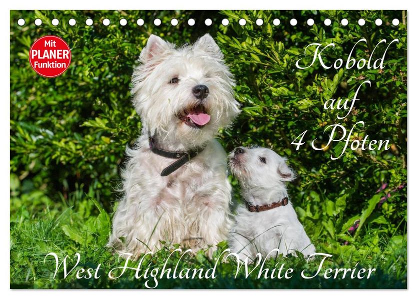 Kobold auf 4 Pfoten - West Highland White Terrier (Tischkalender 2027 DIN A5 quer) CALVENDO Monatskalender
