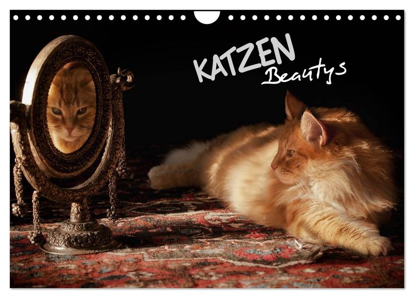 KATZEN Beautys (Wandkalender 2027 DIN A4 quer) CALVENDO Monatskalender