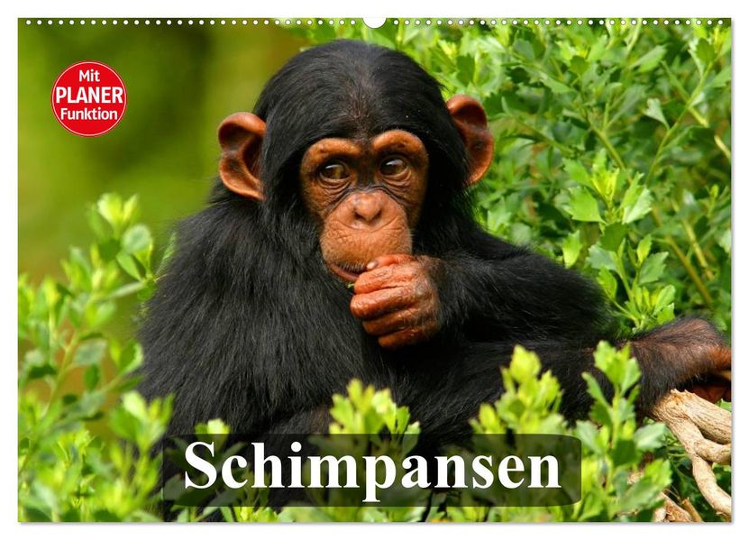 Schimpansen (Wandkalender 2027 DIN A2 quer) CALVENDO Monatskalender