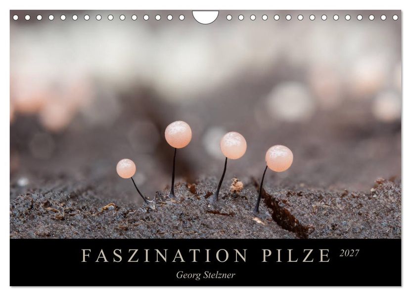 FASZINATION PILZE 2027 (Wandkalender 2027 DIN A4 quer) CALVENDO Monatskalender