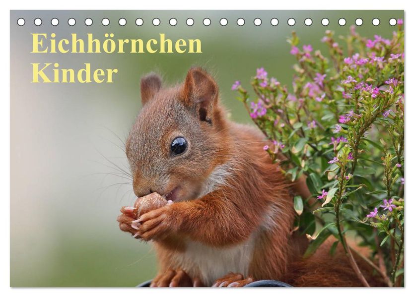 Eichhörnchen Kinder (Tischkalender 2027 DIN A5 quer) CALVENDO Monatskalender