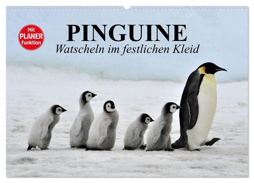 Pinguine - Watscheln im festlichen Kleid (Wandkalender 2027 DIN A2 quer) CALVENDO Monatskalender