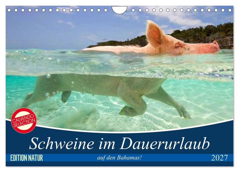 Schweine im Dauerurlaub auf den Bahamas! (Wandkalender 2027 DIN A4 quer) CALVENDO Monatskalender