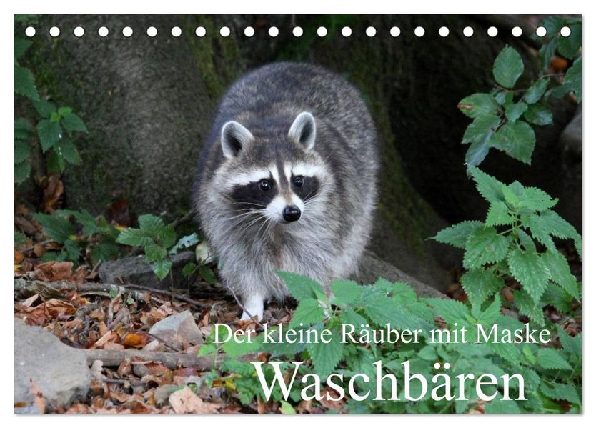 Der kleine Räuber mit Maske - Waschbären (Tischkalender 2027 DIN A5 quer) CALVENDO Monatskalender