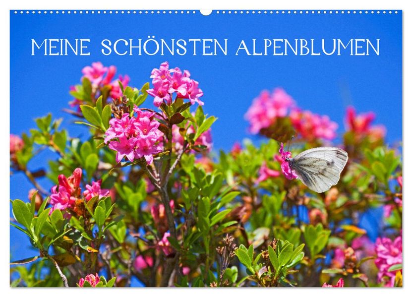 Meine schönsten Alpenblumen (Wandkalender 2027 DIN A2 quer) CALVENDO Monatskalender