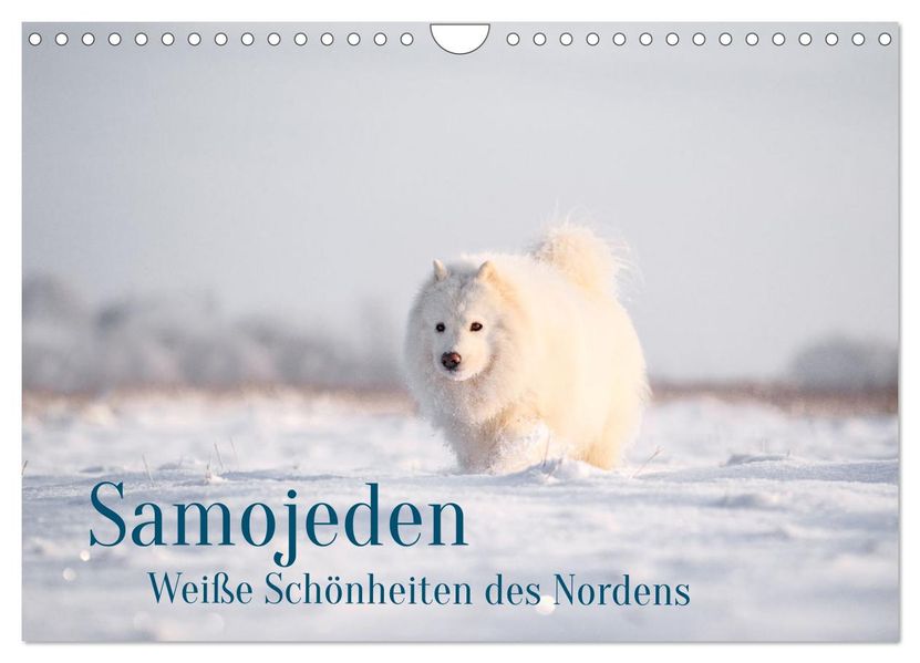 Samojeden - Liebenswerte Fellkugeln (Wandkalender 2027 DIN A4 quer) CALVENDO Monatskalender