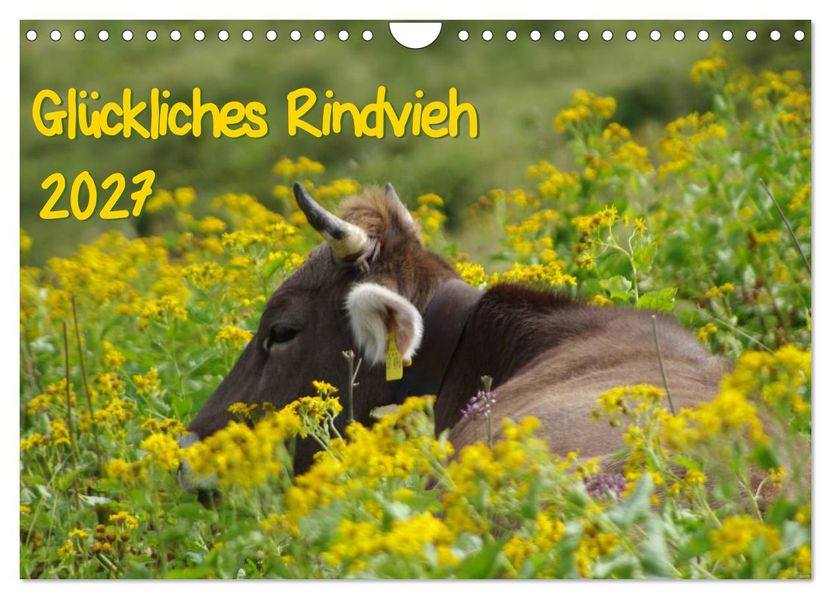 Glückliches Rindvieh 2027 (Wandkalender 2027 DIN A4 quer) CALVENDO Monatskalender