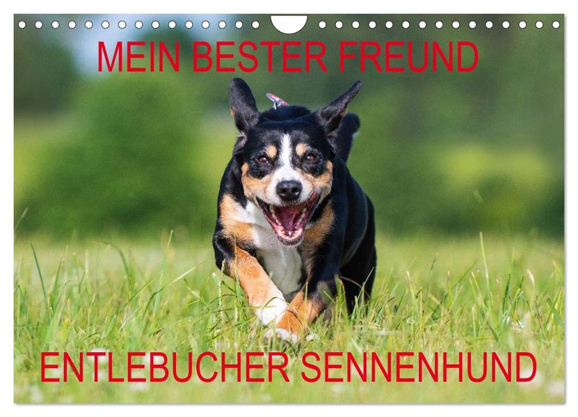 Mein bester Freund - Entlebucher Sennenhund (Wandkalender 2027 DIN A4 quer) CALVENDO Monatskalender