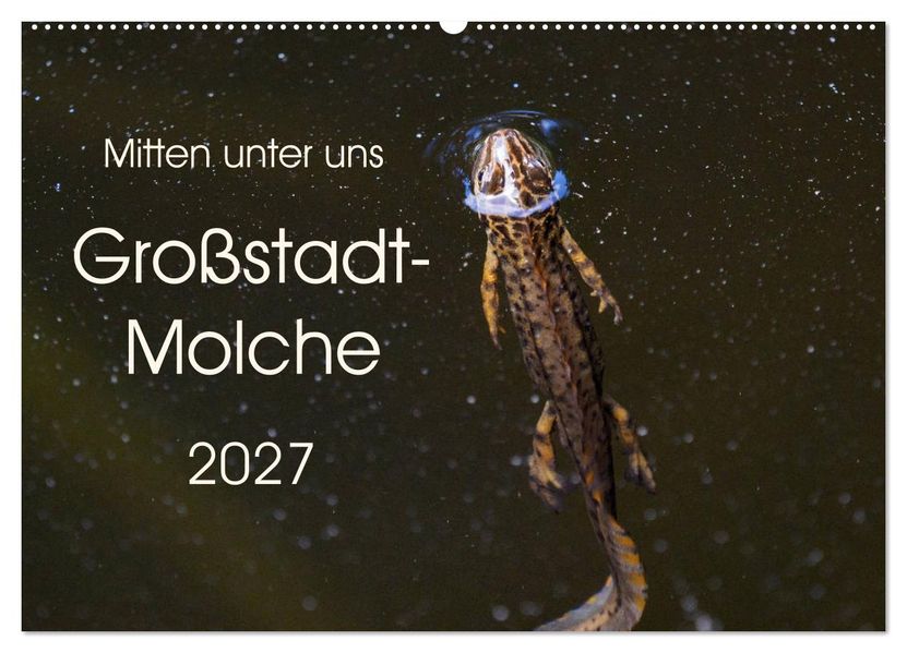 Mitten unter uns - Großstadt-Molche (Wandkalender 2027 DIN A2 quer) CALVENDO Monatskalender