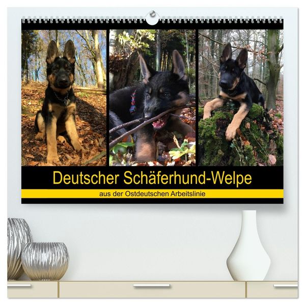 Deutscher Schäferhund-Welpe - aus der Ostdeutschen Arbeitslinie (hochwertiger Premium Wandkalender 2027 DIN A2 quer) Kunstdruck in Hochglanz