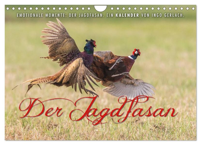 Emotionale Momente: Der Jagdfasan. (Wandkalender 2027 DIN A4 quer) CALVENDO Monatskalender