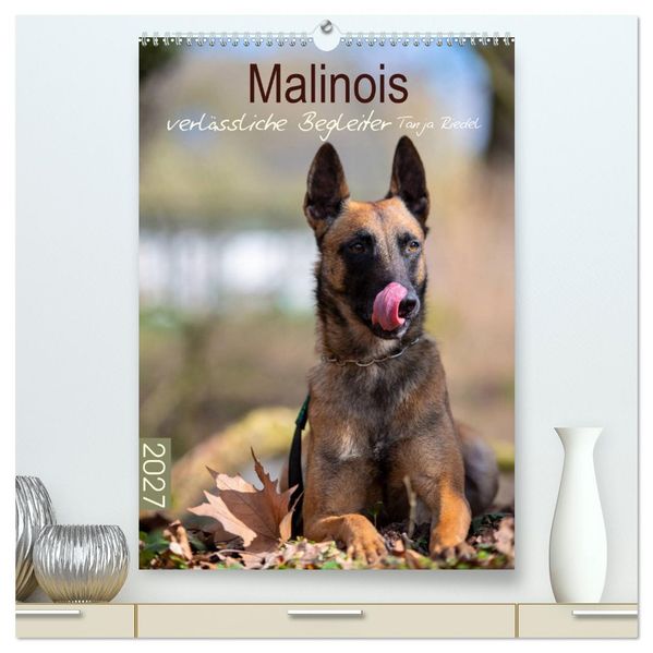 Malinois verlässliche Begleiter (hochwertiger Premium Wandkalender 2027 DIN A2 hoch) Kunstdruck in Hochglanz
